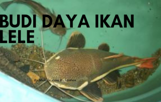 budi daya ikan lele